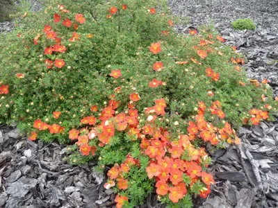 Лапчатка Лапчатка кустарниковая Танжерин (Potentilla fruticosa Tangerine)  0+1+1/25-30 3вет. С3 купить по цене 392 руб. | Доставка Смоленск, Москва,  СпБ