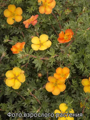 Лапчатка кустарниковая Танжерин. (Potentilla fruticosa Tangerine) Р9 купить  в интернет-магазине ЦВІТСАД с доставкой по Украине