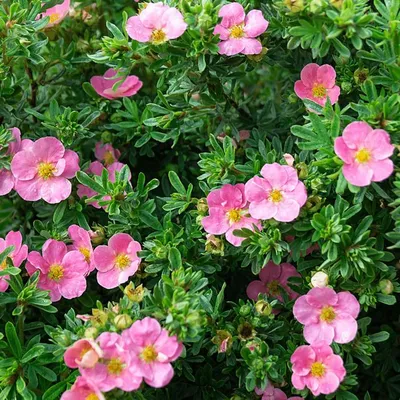 Лапчатка кустарниковая \"Танжерин\"(Potentilla fruticosa 'Tangerine')