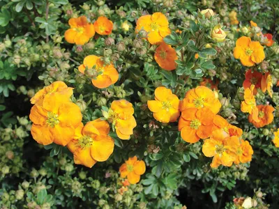 Лапчатка кустарниковая Танжерин (Potentilla fruticosa Tangerine)