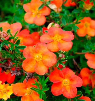 Саженец кустарниковой лапчатки 'Тангерин'/Potentilla fruticosa 'Tangerine'  C3-4 — цена в Бузулуке, купить в интернет-магазине, характеристики и  отзывы, фото