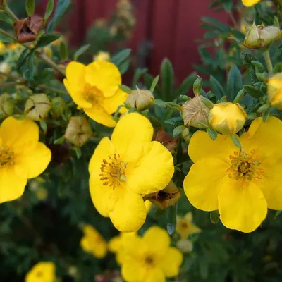 Лапчатка кустарниковая Хакманс Гигант Potentilla Hachmanns купить