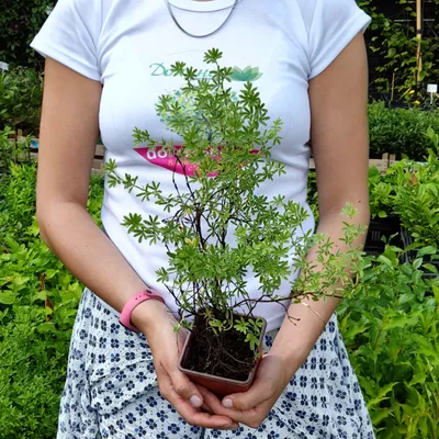 Лапчатка кустарниковая Аннет: купить в Москве саженцы Potentilla fruticosa  Annette в питомнике «Медра»