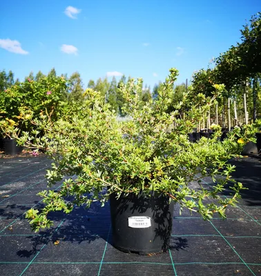 Саженец кустарниковой лапчатки 'Тангерин'/Potentilla fruticosa 'Tangerine'  C3-4 — цена в Бузулуке, купить в интернет-магазине, характеристики и  отзывы, фото