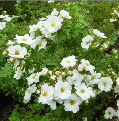 Лапчатка кустарниковая Мэрион Ред Робин: купить в Москве саженцы Potentilla  fruticosa Marian Red Robin в питомнике «Медра» по цене от 840 руб