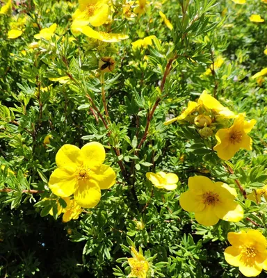 Photography on Instagram: “Лапчатка жёлтая. #природа🌿 #элиселини #лето2021  #санктпетербург❤️ #санктпетербург2021 #nature #eliselini … | Природа, Эли,  Селин