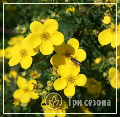 Лапчатка Голдфингер (желтая) (ID#1897247293), цена: 60 ₴, купить на Prom.ua