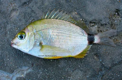 Ласкирь Шпар Морской карась – adriaticnature