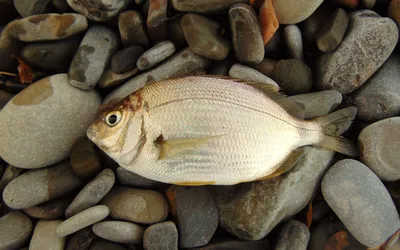 ЧУДОВИЩНЫЙ ЛАСКИРЬ. | FISHDAY | РЫБАЛКА | ДНЕВНИК🐟 | Дзен