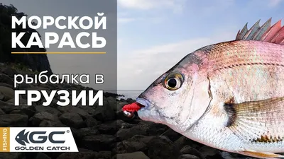 Ласкирь или морской карась (Страница 1) — Был на рыбалке? расскажи как  клевало! — Первый рыболовный форум Абхазии | Рыбалка в Абхазии