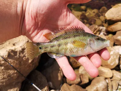 Ласкирь (Морской карась) - Diplodus annularis