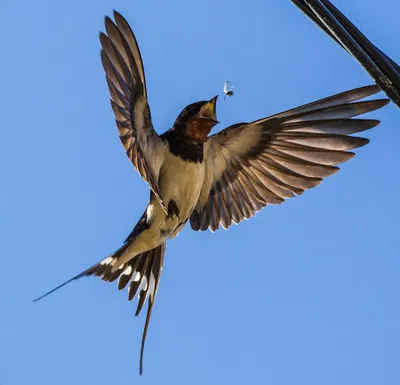 Ласточка (фото): Изящная птица дальнего полета | Ласточка, Полёт, Ласточки