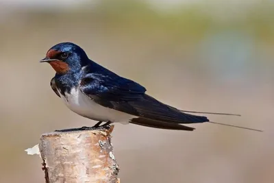 Ласточка деревенская, или касатка: фото и описание птицы