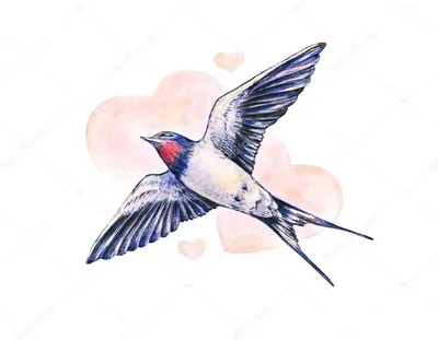 Изображение Rustica ласточки птицы ласточки сарая изолированного на белом  фоне. Птица. Животное Стоковое Изображение - изображение насчитывающей  свобода, красно: 178332861