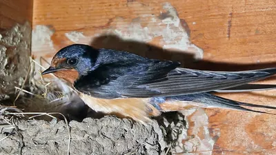 Птица ласточка - основные виды, интересные факты, гнездование и полет (110  фото + видео)