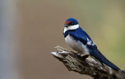 Ласточка — птица, которая ест на лету