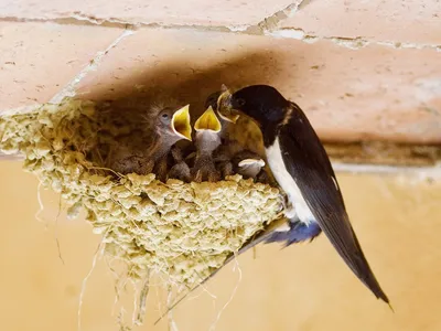 Ласточкино гнездо-домик для птиц или изысканный деликатес? - Обзор и отзывы  товаров