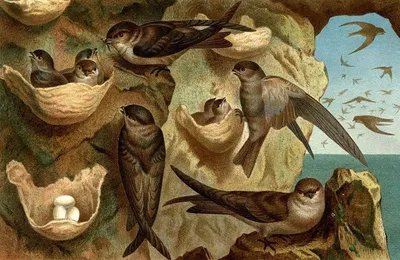 Гнездо деревенской ласточки • Алёна Шурпицкая • Научная картинка дня на  «Элементах» • Орнитология