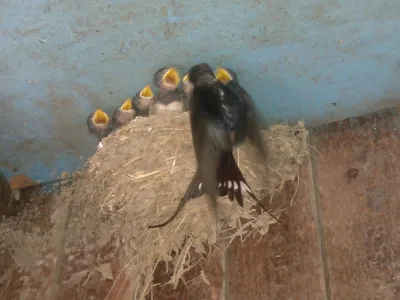 Ласточкино гнездо с птенцами - YouTube