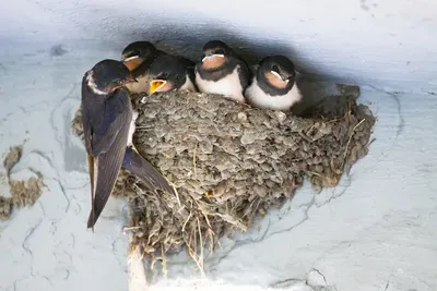 Ласточкино гнездо в Бранденбурге – DW – 19.06.2018