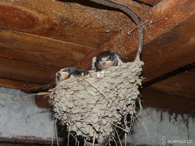 Ласточкино гнездо :: SVetlana Veter – Социальная сеть ФотоКто