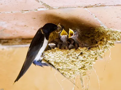 Ласточкино гнездо — Фото №47494