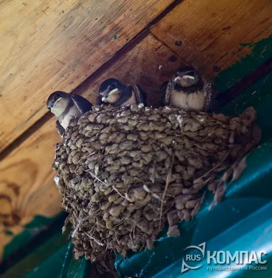 Ласточкино гнездо птицы - картинки и фото poknok.art
