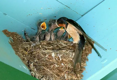 Ласточкино гнездо — Фото №115059