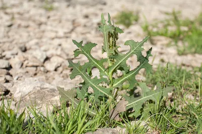 Латук компасный, салат дикий. - Lactuca serriola L. - сорняк:  распространение, хозяйственное значение, методы борьбы