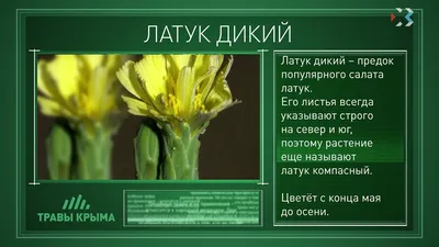 Lactuca serriola | Латук дикий | Lactuca serriola, pale yell… | Flickr