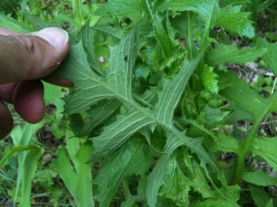 Lactuca serriola - Изображение особи - Плантариум