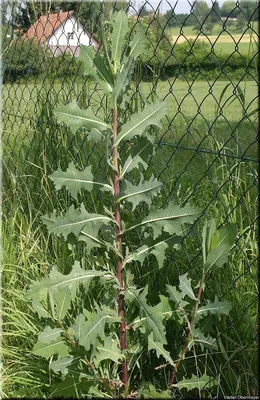 MacroID.RU - Lactuca serriola