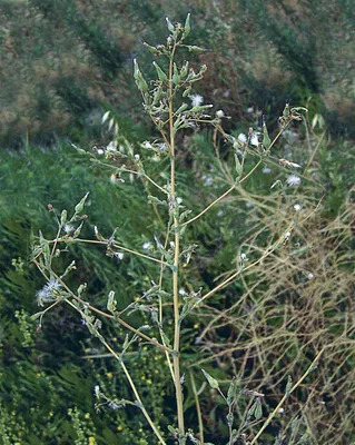 100% Натуральный экстракт дикого салата,Экстракт Дикий латук Herb,Дикий  латук P.E.