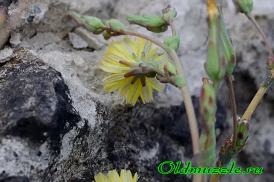 Lactuca serriola - Изображение особи - Плантариум