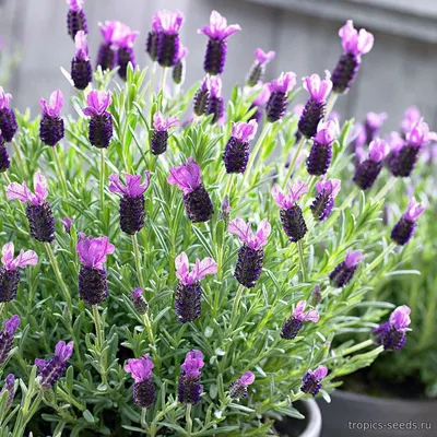 Lavandula stoechas - Лаванда Французская - купить семена на Tropics Seeds.