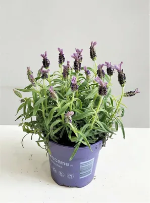 Лаванда Французская Тоскана (Lavandula stoechas Toscana)