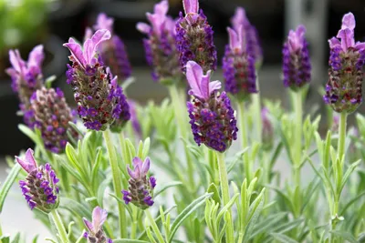 Лаванда французкая (стэхадская) Виктори Lavandula stoechas Victory - купить  многолетники с доставкой по Украине в магазине Добродар