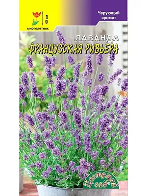 Лаванда Французская ривьера (семена,цветы) купить по цене 39 ₽ в  интернет-магазине KazanExpress