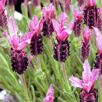 Лаванда французская Бандера Темно-розовая Lavandula stoechas Bandera Deep  Rose - купить семена цветов с доставкой по Украине в магазине Добродар