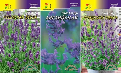 Лаванда Французская Ривьера (Цвет сад) 10 шт — купить в интернет-магазине  по низкой цене на Яндекс Маркете