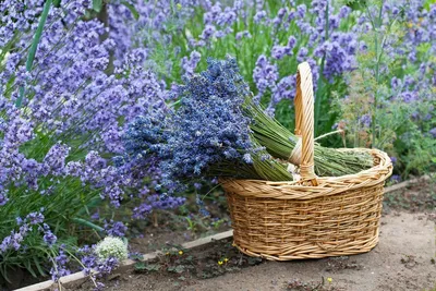 Эспри Маквис - Лаванда французская Дива, эфирное масло натуральное 100%,  Lavandula angustifolia, Прованс