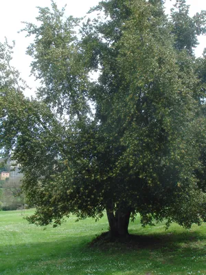 Лавр дерево фото фото