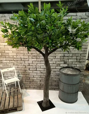 Лавровое дерево или Лавр Нобилис 14/40 купить в Москве с доставкой в  интернет магазине Pilea | Растения, Цветы, Горшечные растения
