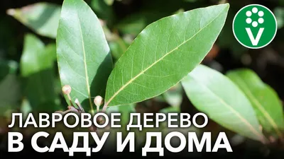 Лавр: посадка и уход - полезные статьи о садоводстве от Agro-Market24