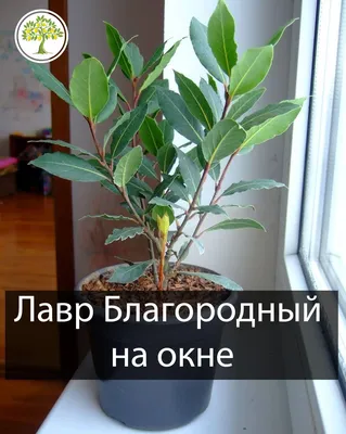 Лавровое дерево купить в Москве