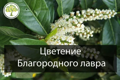 Лавровые — Википедия