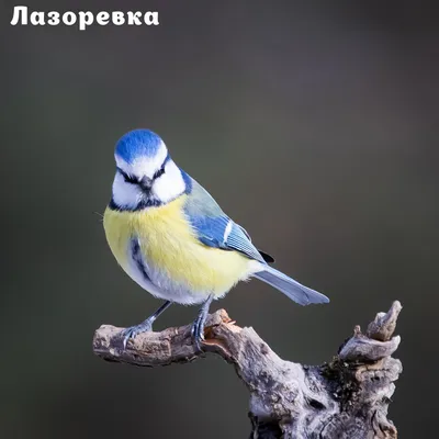 Eurasian blue tit song - amazing bird calling | Film Studio Aves - YouTube