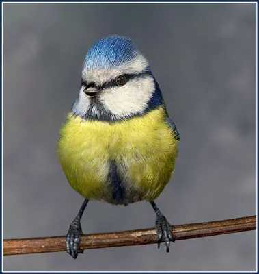 Лазоревка - красивая птица в синей шапочке | Не просто о жизни | Дзен