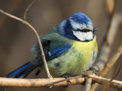 Лазоревка. | Mésange bleue, Mesange, Oiseaux