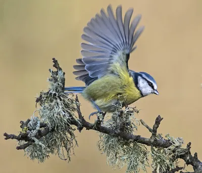 Белая лазоревка - eBird